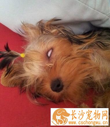 小狗睡觉翻白眼 对于狗狗来说是为了遮光