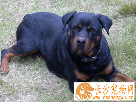 狗狗一天小便几次 没有特定的次数