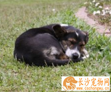 狗狗一天睡多长时间 狗狗睡觉爱发抖