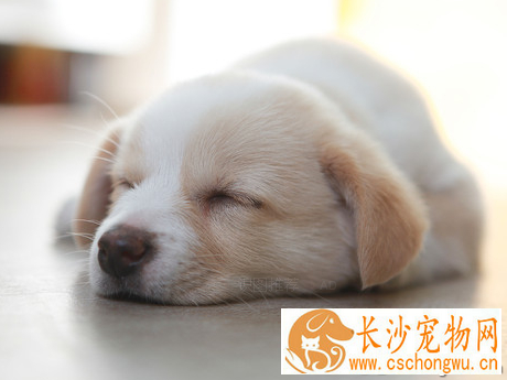 狗狗一天睡几小时 分为浅睡和熟睡