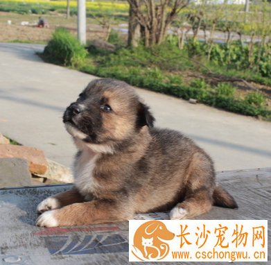 狗狗一般吃什么 注意搭配保证营养均衡