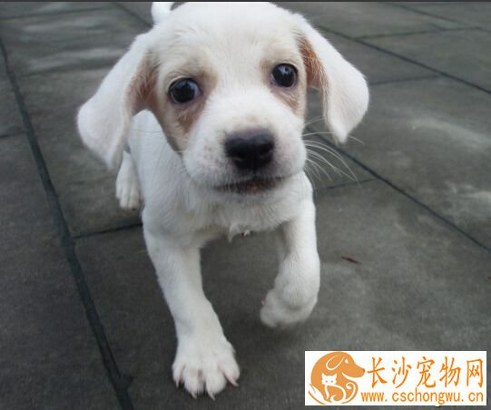 狗狗一天喂几次 狗狗的喂食需要规律