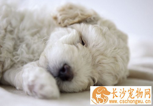 狗狗一天不拉屎 根据情况找方法