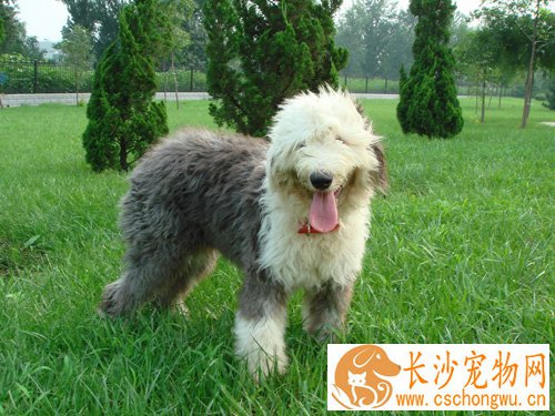 狗狗一天吃多少克狗粮 不同狗狗食量不一样