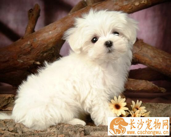 成年狗狗一天喂几次 每日吃一餐有条件两餐