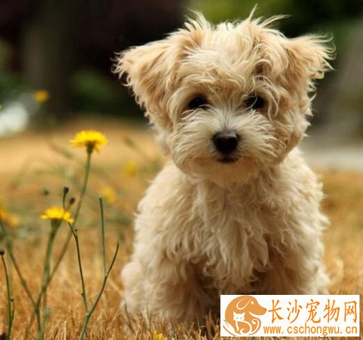 狗狗一天吃多少斤狗粮 要定时定量来用餐
