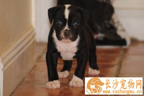 如何预防宠物病 狂犬病的主要症状
