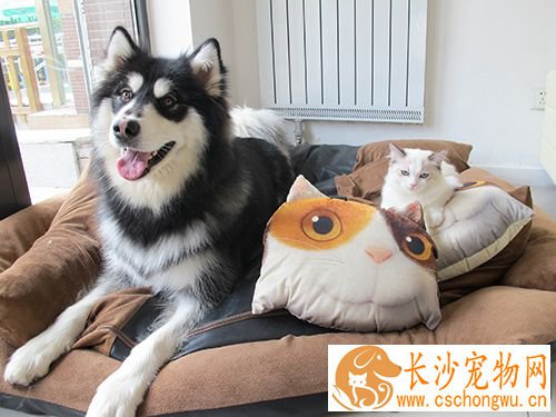 如何预防宠物病 狂犬病的主要症状