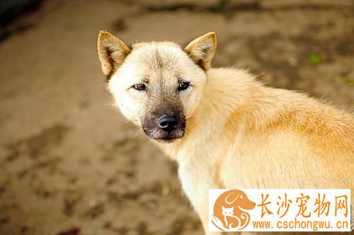 狗狗不同季节如何正确管理 狗一年四季管理汇总