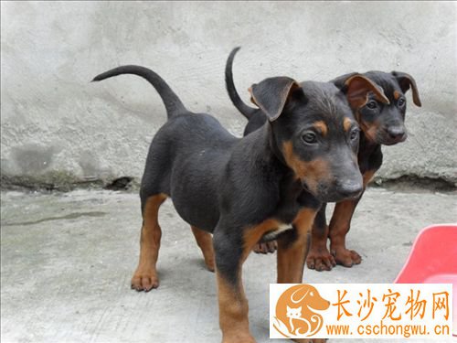 如何驯养小狗狗 调教狗的手段与原则