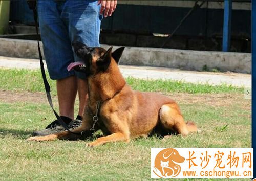 如何驯养小狗狗 调教狗的手段与原则