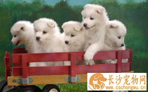 怎么才能让狗狗听话 对幼犬进行呼名训练教程