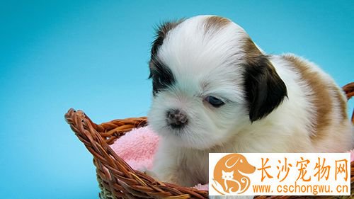 如何训练狗送物品 让狗学会入座的训练方法