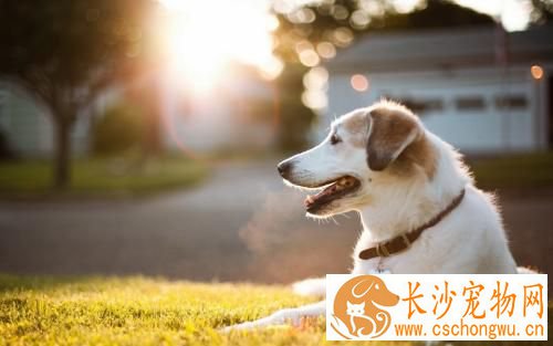 如何让狗不吃路边食物  让狗狗不撒野训练技巧