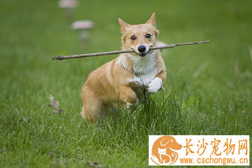 如何纠正小狗的坏习惯  纠正狗狗坏习惯训练方法