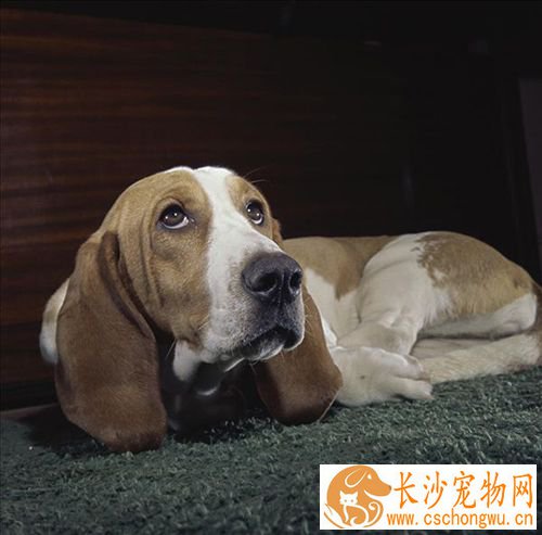 如何防止狗乱叫 制止幼犬夜吠的方法