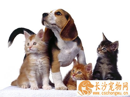 如何防止狗乱叫 制止幼犬夜吠的方法