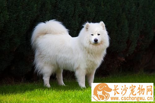 如何阻止狗随便扑人 去除狗毛的小技巧