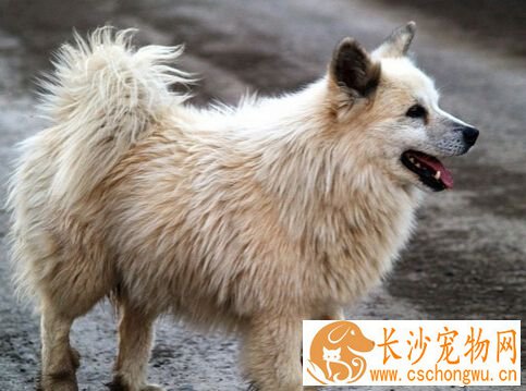 牧羊犬品种 德国牧羊犬的智商排名第三