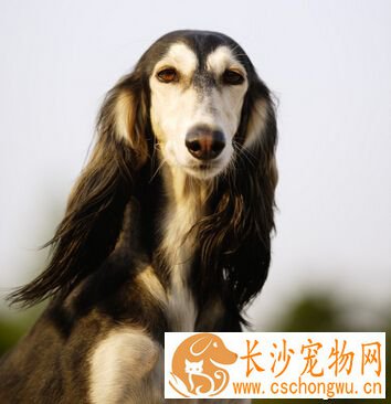 萨路基的智商 智商排行榜排在第四十三位