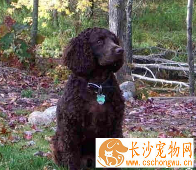 美国水猎犬的智商 该犬是优秀的看家犬