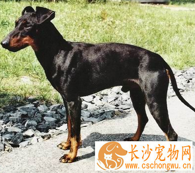 曼彻斯特梗的智商 该犬智商排名第32位