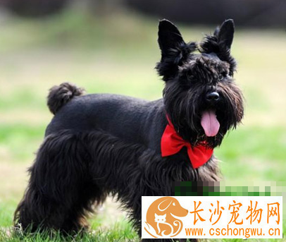 苏格兰梗的智商 该犬排名第65位