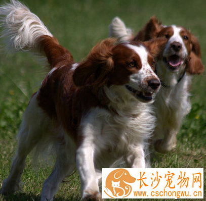 史宾格犬智商排名 该犬排在第15位