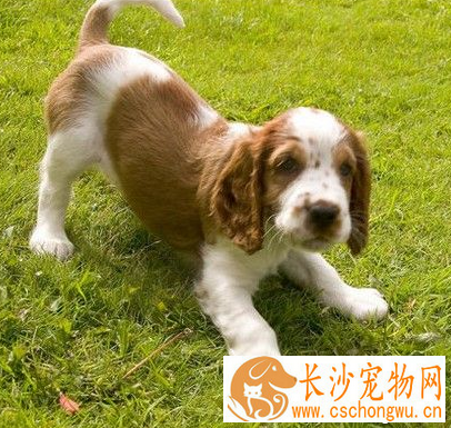史宾格智商排名 该犬比较聪明易训练