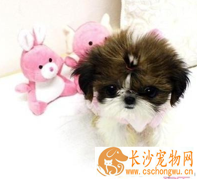 西施犬的智商 该犬排名第70位