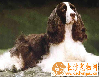 史宾格犬智商 该犬智商不是很高