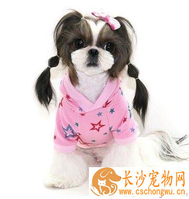 西施犬智商排名 该犬服从性高易训练