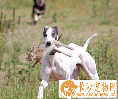 灵缇犬的智商 该犬智商排名第46位