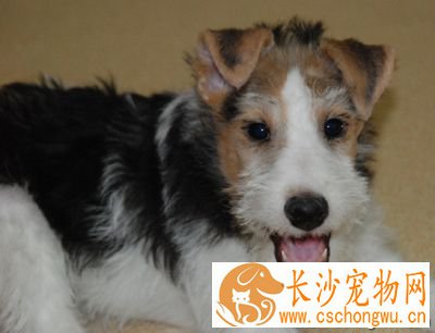 刚毛猎狐梗智商 排名是第五十一位