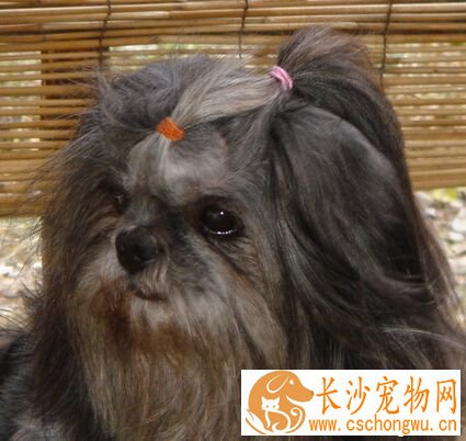拉萨犬的智商 狗狗排名里排在第58位