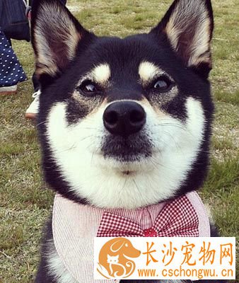 柴犬智商排名 有与生俱来的威武气质