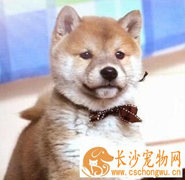 柴犬的智商 与土狗长得非常相似