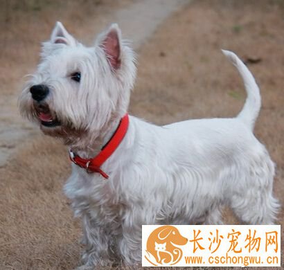 西高地白梗的智商 智商排名第47位