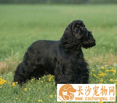 可卡聪明吗 狗狗智商排名第18位