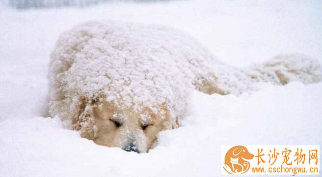 大白熊犬智商 排名64能与野狼野熊抗衡