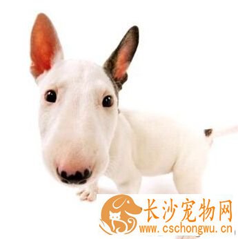 牛头梗智商 天资聪颖是比较聪明的梗犬