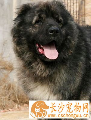 高加索犬智商 曾作为巡逻犬守护边境
