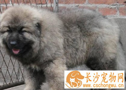 高加索犬的智商 智商高非常聪明