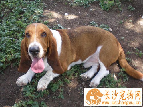 巴吉度犬怎么样    智商不高粉丝很多