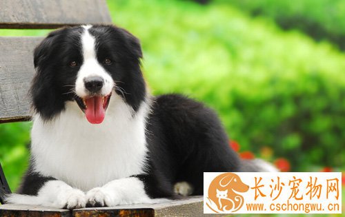 边境牧羊犬智商 有一个五岁小孩的智慧