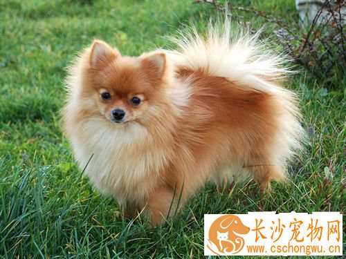 博美犬的智商 几个简单的测试方法