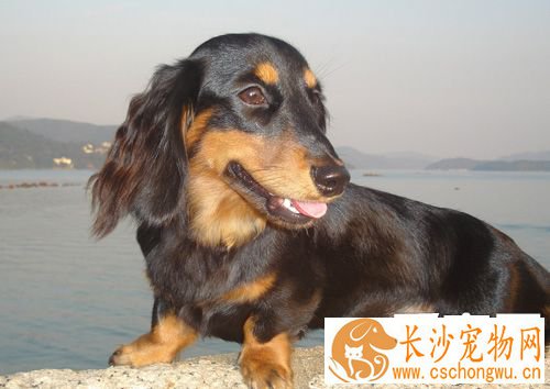腊肠犬的智商 智商排序是在第49位