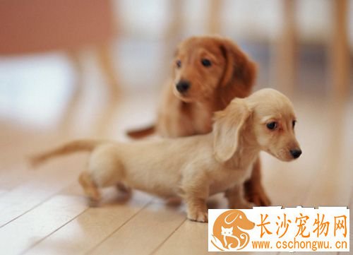腊肠犬聪明吗 看看狗狗智商排名