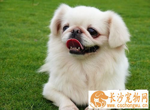 京巴的智商 并不属于高智商狗狗
