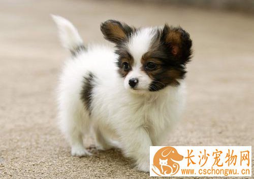 蝴蝶犬聪明吗 智商排名显示非常聪明机灵